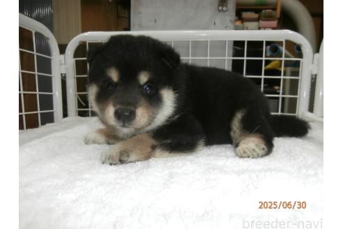 販売中の大阪府の柴犬-396763の3枚目